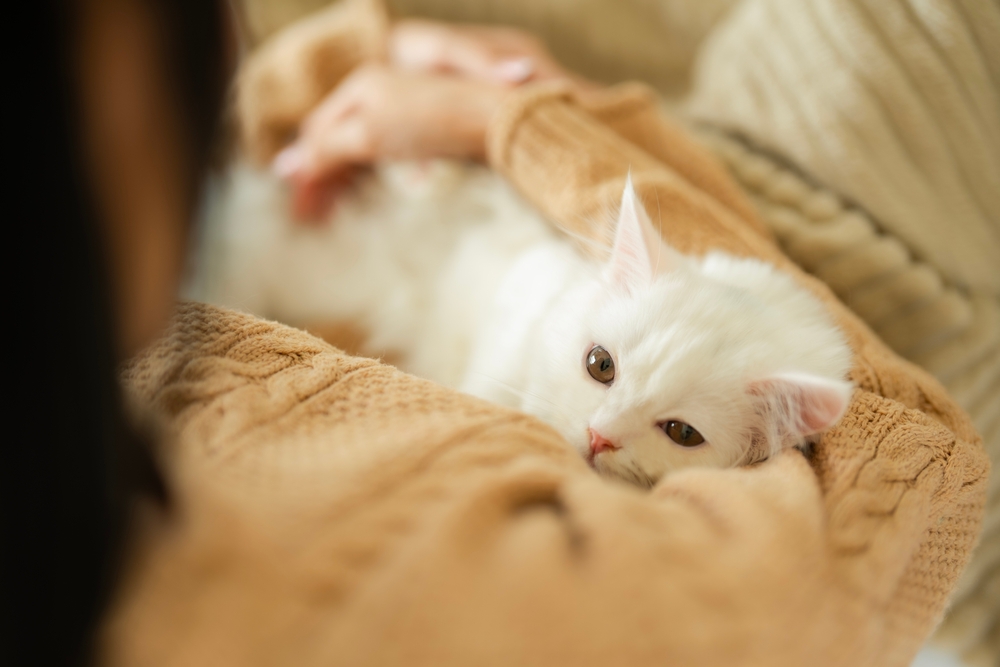 Assurance chat maladie congénitale